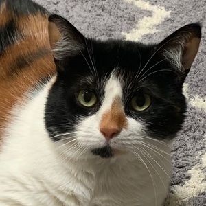 Meet your Posher, Donna